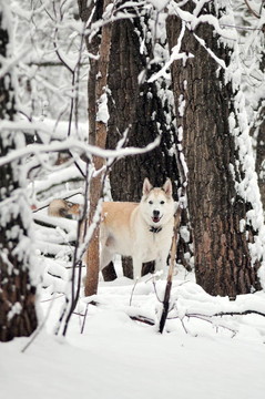 在樹上的White Husky Dog