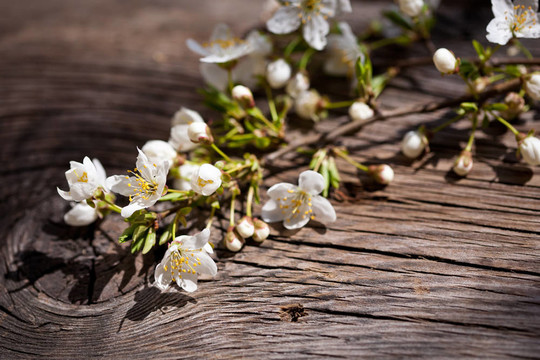 櫻桃開(kāi)花枝