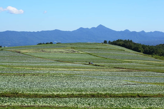 甘藍(lán)田