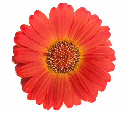 春天的雛菊