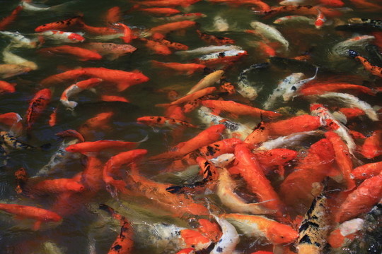 許多紅色的鯉魚在池塘；瓜德羅普島；Caraibes