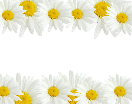 甘菊