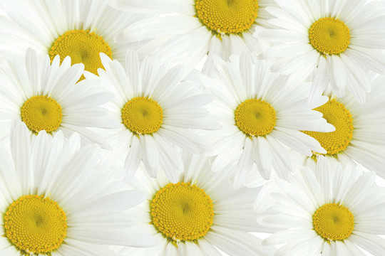 甘菊