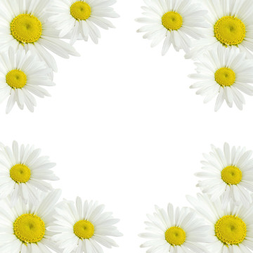 甘菊