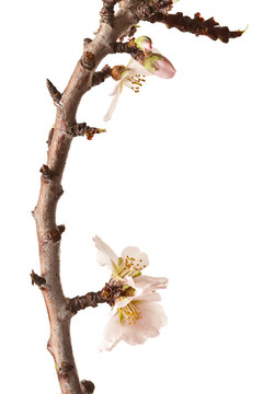 白色背景上開花的梅花枝