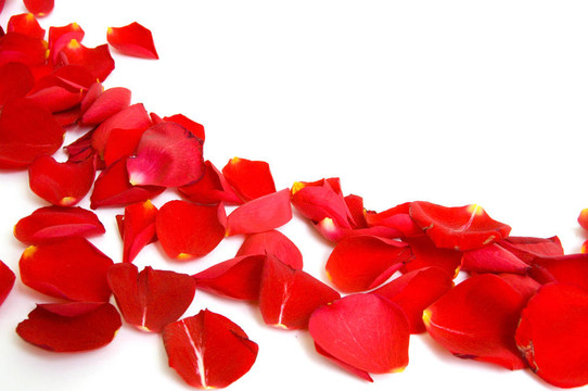 薔薇花瓣