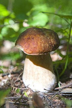 CEP