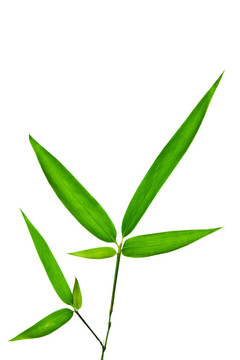 白底竹