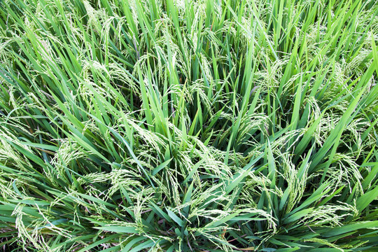 Paddy Crop；巴厘；印度尼西亞