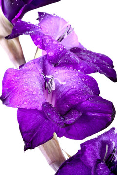 美麗的Gladiola Flower -完全孤立在白色背景