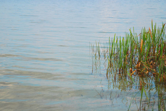 湖中青草