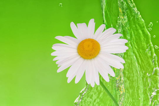 水的甘菊