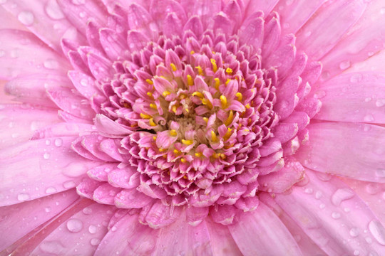 完美的Pink Gerbera