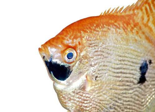 天使魚特寫分離