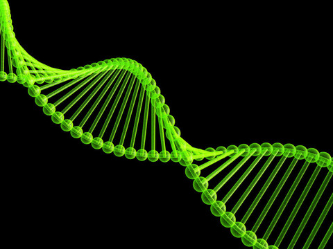基因在DNA