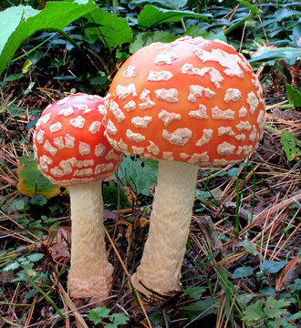粉木耳