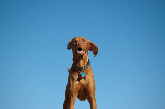 匈牙利維茲拉犬犬的畫(huà)像與藍(lán)色的天空