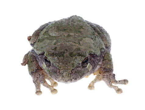東部灰樹蛙；Hyla versicolor；分離