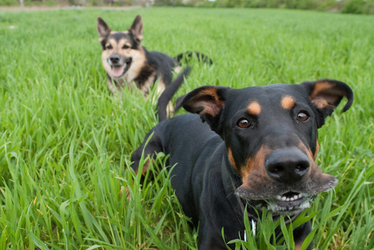 吠犬