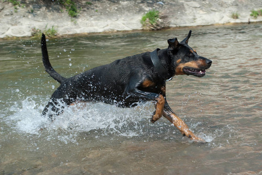 杜賓犬穿過水