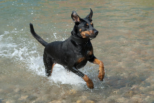 杜賓犬穿過水