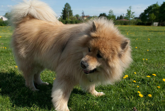 一個(gè)棕色的歐亞大陸犬狗站在外面