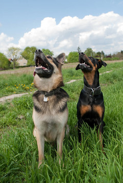 警犬訓(xùn)練