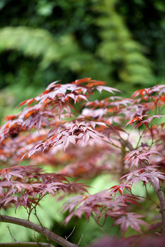紅色日本楓葉綠色背景