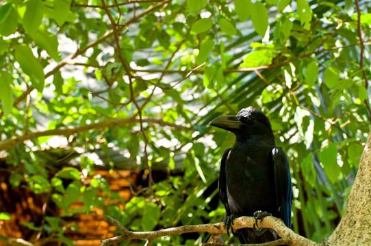 泰國烏鴉或黑鳥在樹上