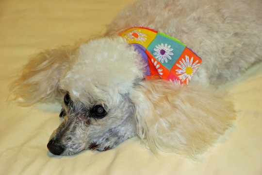 貴賓犬
