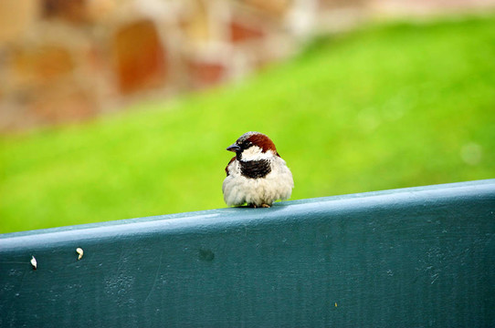 豐滿的Sitting Sparrow