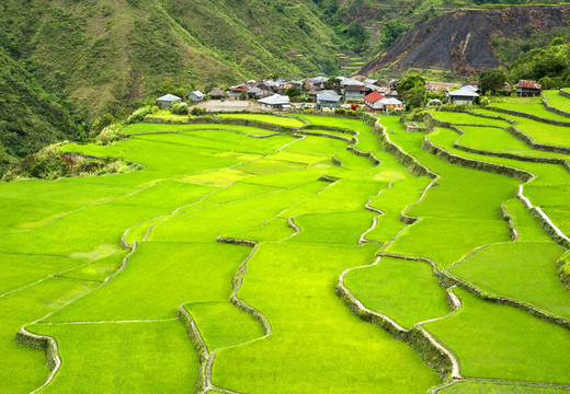 Rice梯田