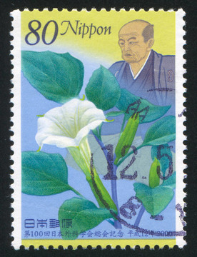 正宗的花