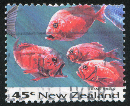 大西洋胸棘魚
