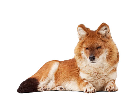 Dhole。孤立的白色