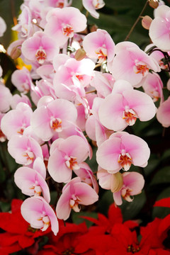蘭花在泰國的花園