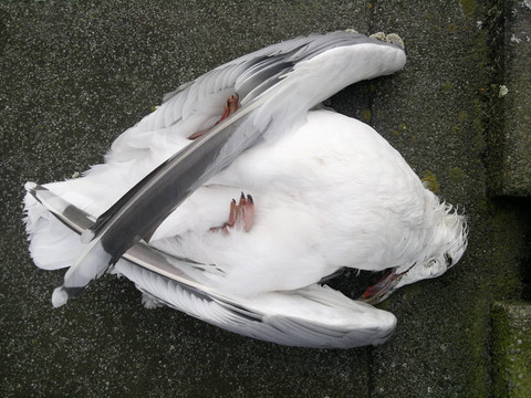 死海鷗