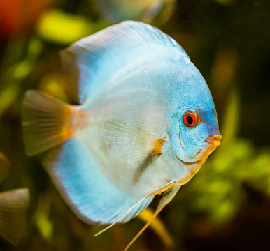 七彩神仙魚