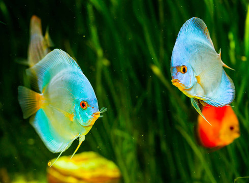 七彩神仙魚