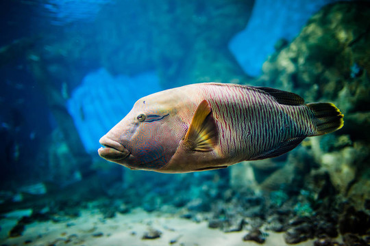 魚波紋唇魚
