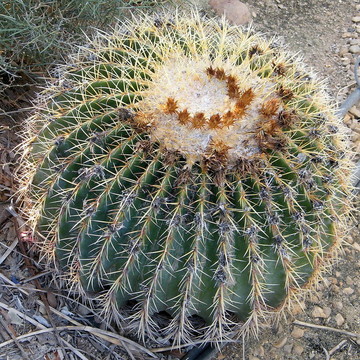艾因蓋迪金琥2010