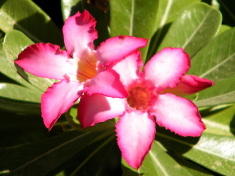 艾因蓋迪兩名花2010