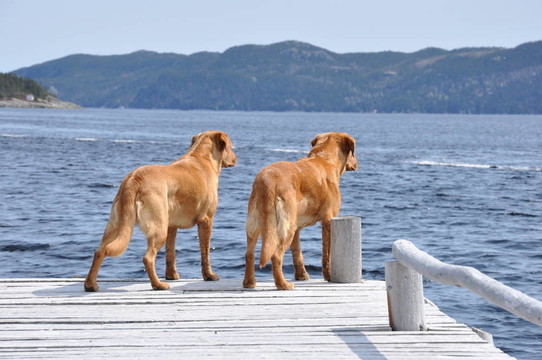 兩拉布拉多獵犬在碼頭
