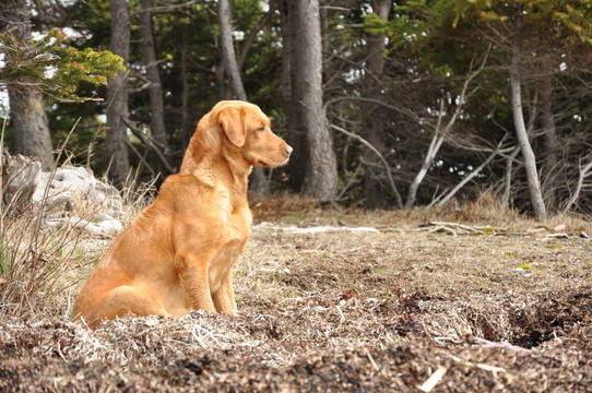 黃色拉布拉多犬坐