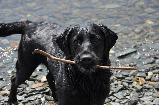 黑色的拉布拉多獵犬與堅持