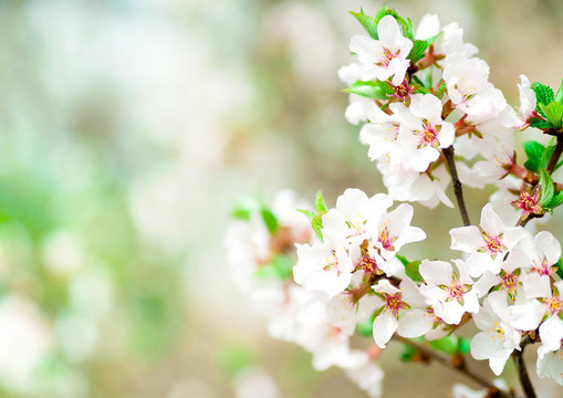 櫻花