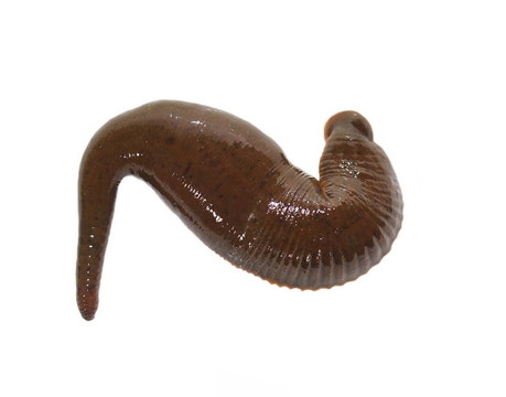 醫(yī)用水蛭，孤立在白色