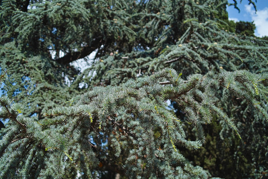 綠色雪松枝
