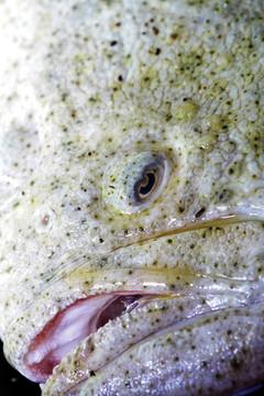 在焙燒多寶魚