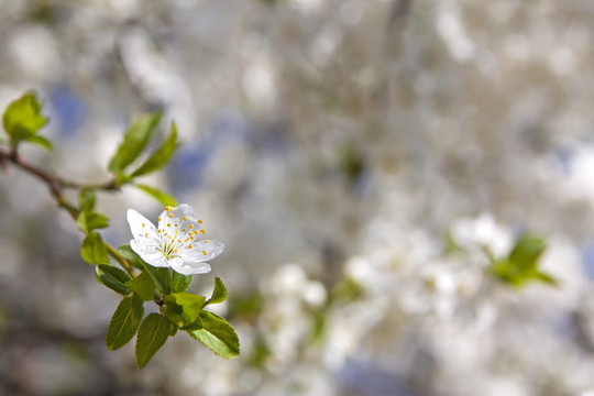 櫻花